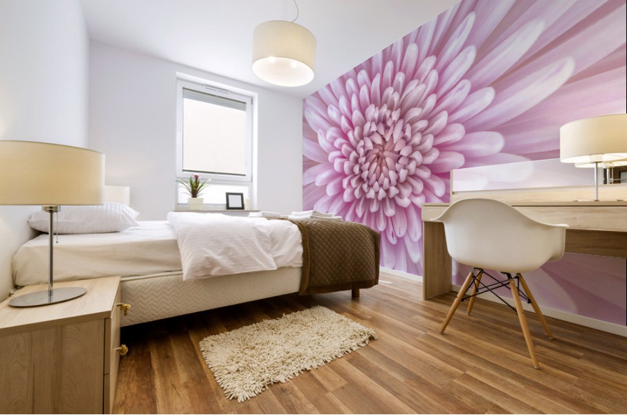 Chrysanthemum Flower Mural print