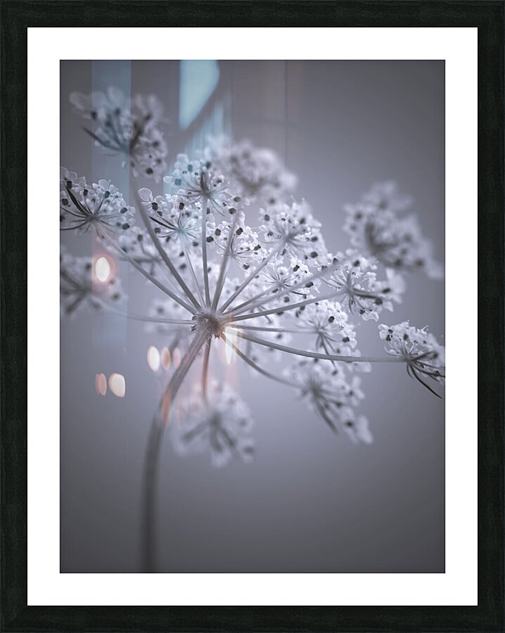 Cow Parsley Picture Frame print