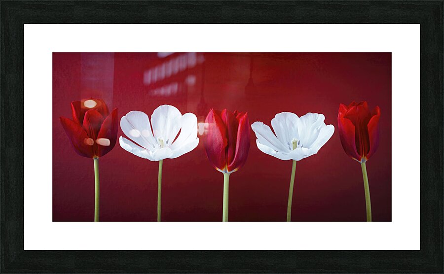 Tulips in a row Picture Frame print