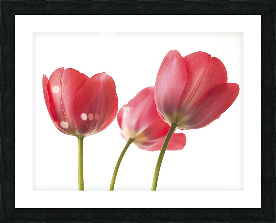 Red Tulips Picture Frame print