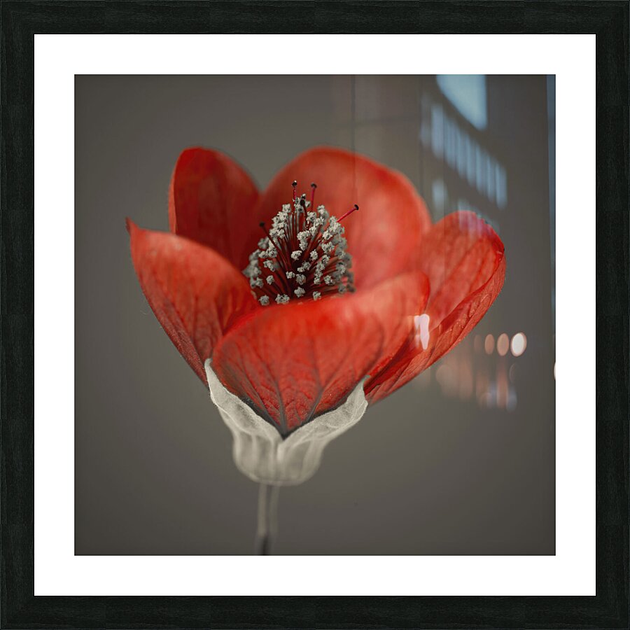 Red Abutilon Nabob Picture Frame print