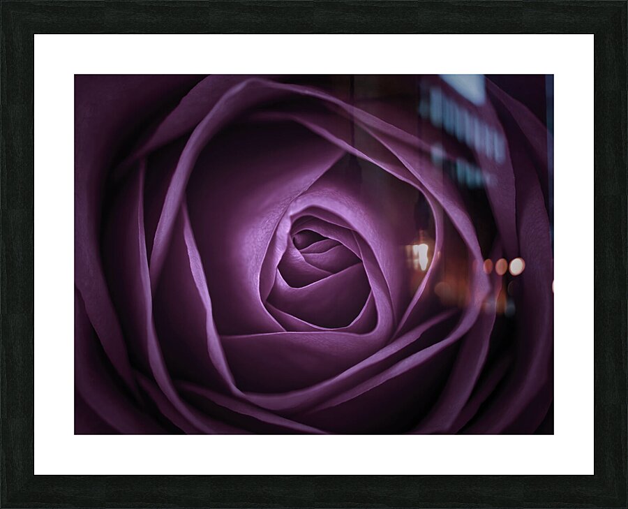 Purple rose Picture Frame print