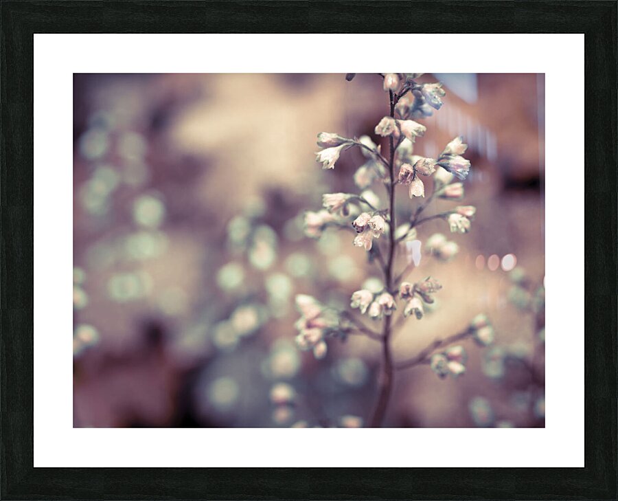 Heuchera Blossom Picture Frame print
