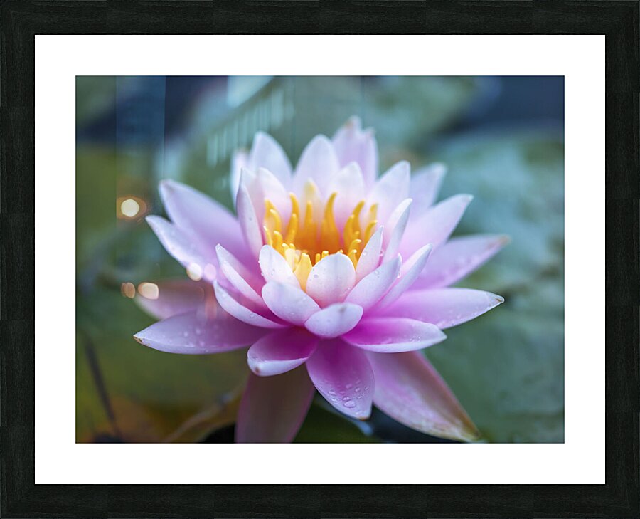 Gentle Grace Picture Frame print