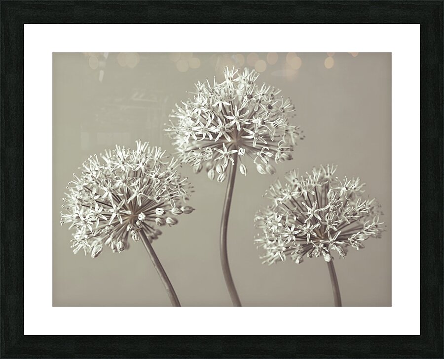 Three Alliums Picture Frame print