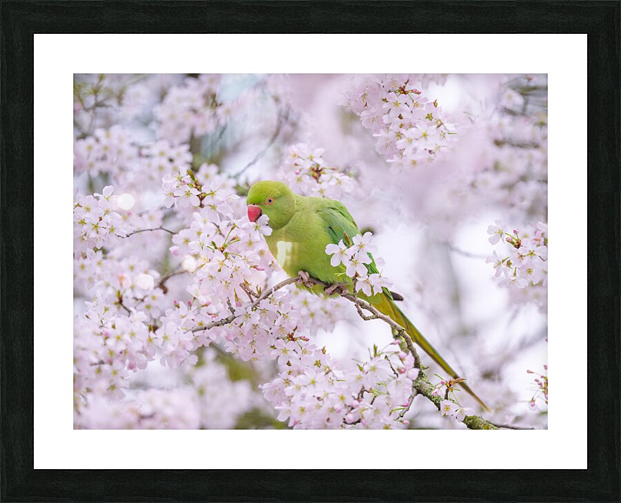 Blossom Bird Picture Frame print