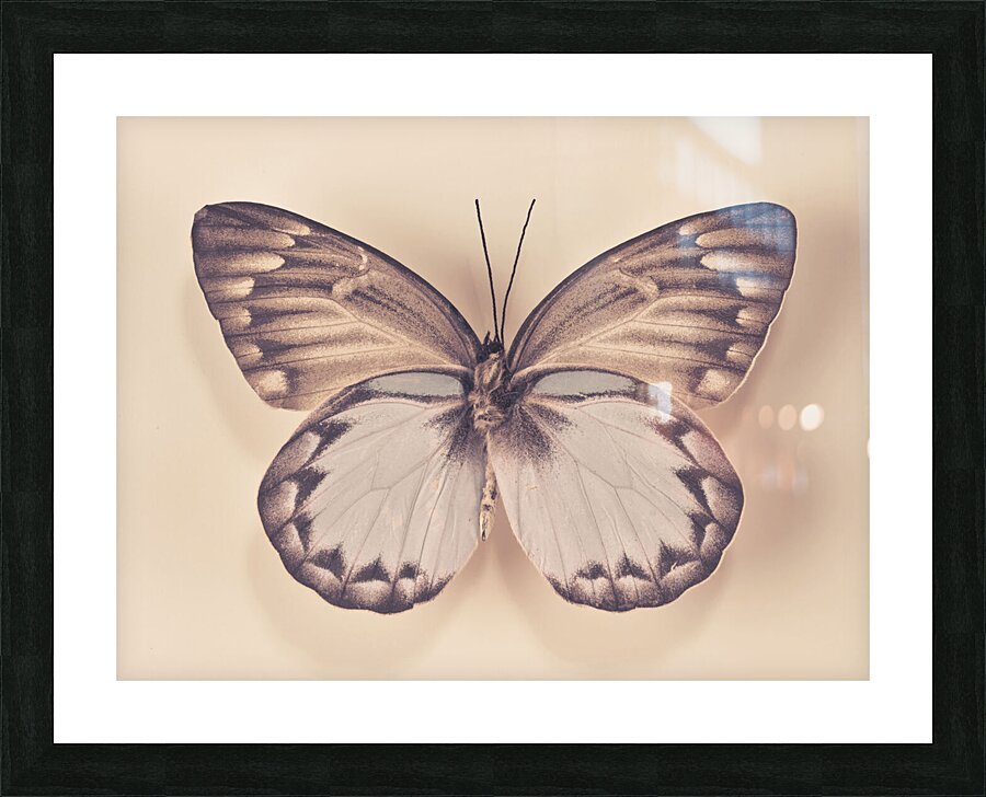 Butterfly Picture Frame print