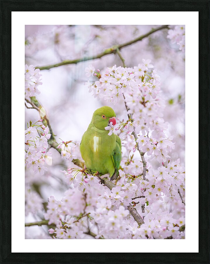 Blossom Bird Picture Frame print