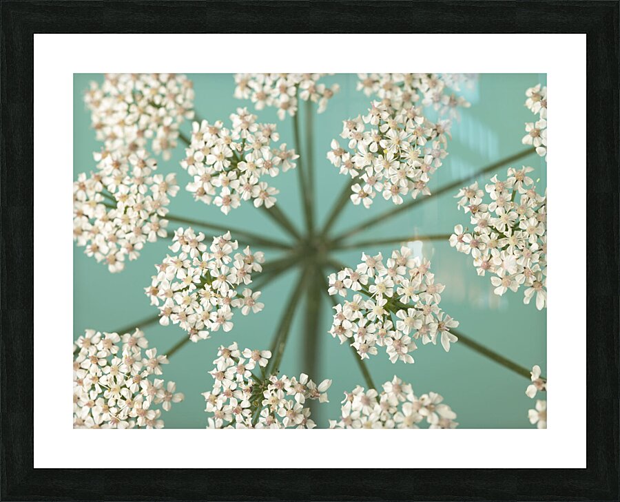 Delicate Blooms Picture Frame print