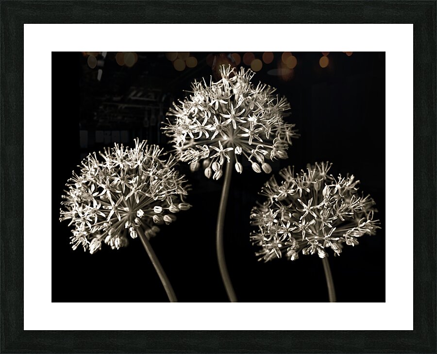 Three Alliums Picture Frame print