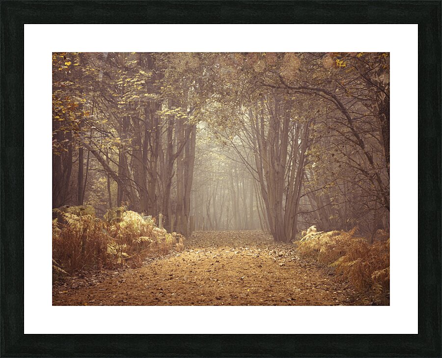 Forest Walkway Picture Frame print