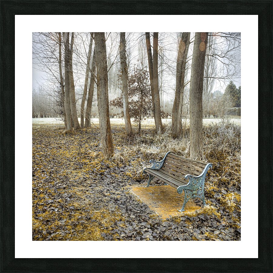 Bench at Park Picture Frame print