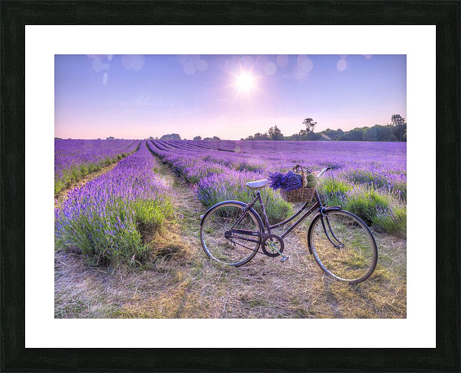 Bicycle in a Lavender field Picture Frame print