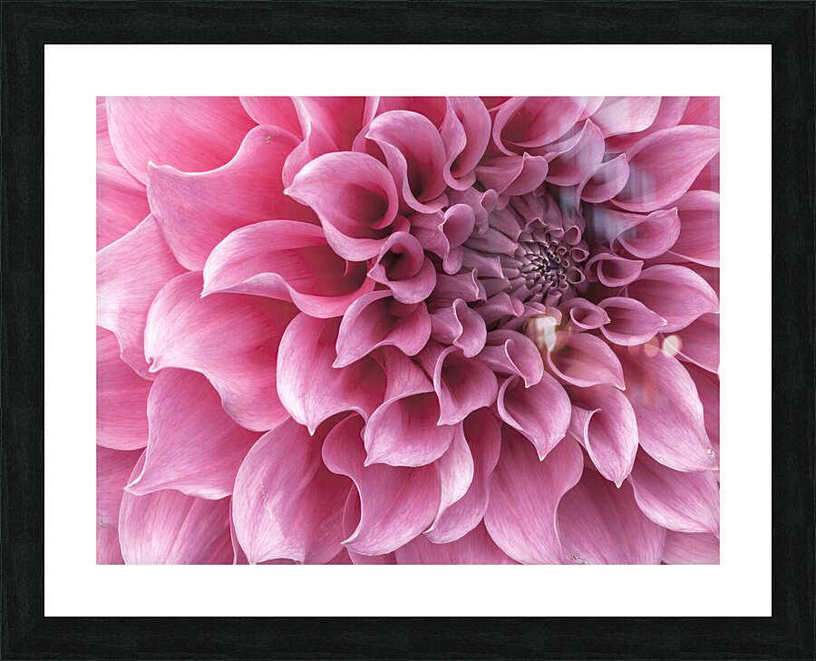 Dahlia Petals Picture Frame print