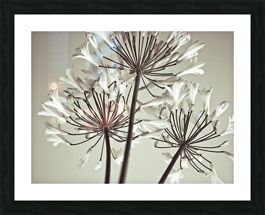 African Lily Picture Frame print