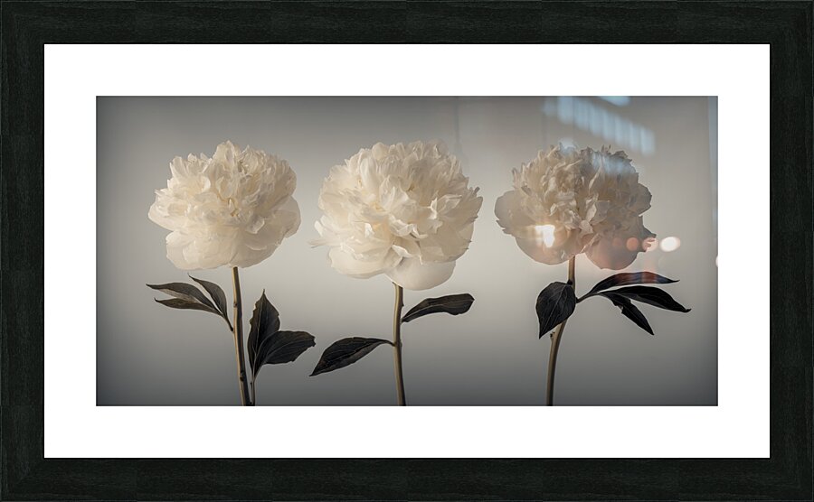 Peonies Symphony Picture Frame print