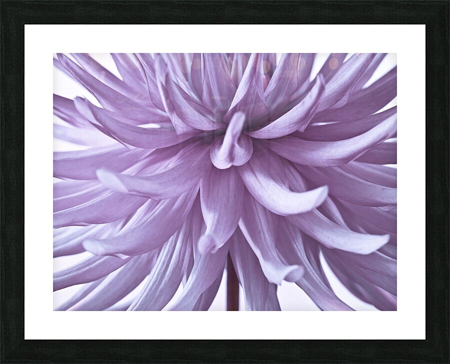 Spiky Petals Picture Frame print