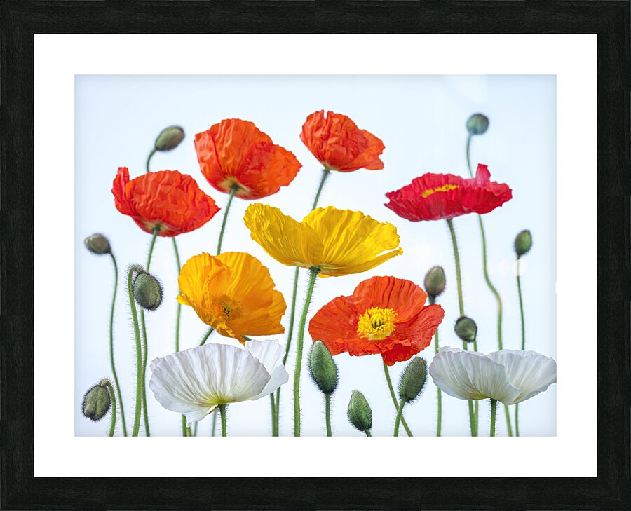 Multi coloured Poppies Picture Frame print