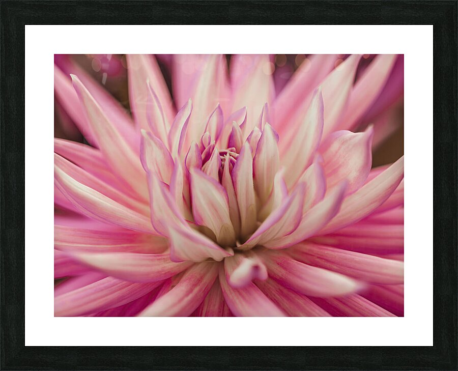 Radiant Dahlia Picture Frame print