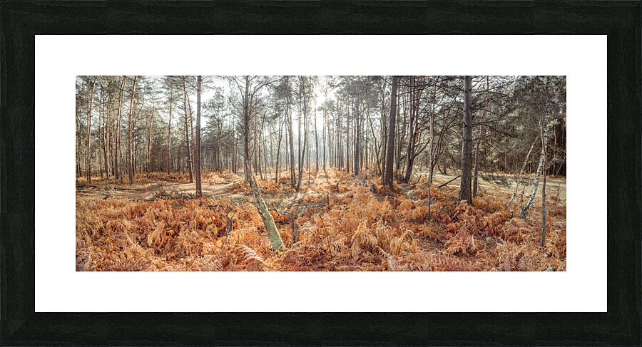 Autumn forest Picture Frame print