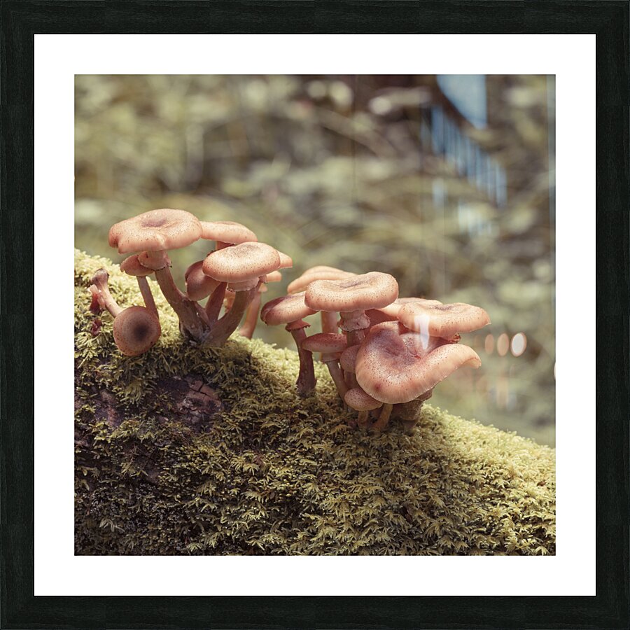 Mushrooms Picture Frame print