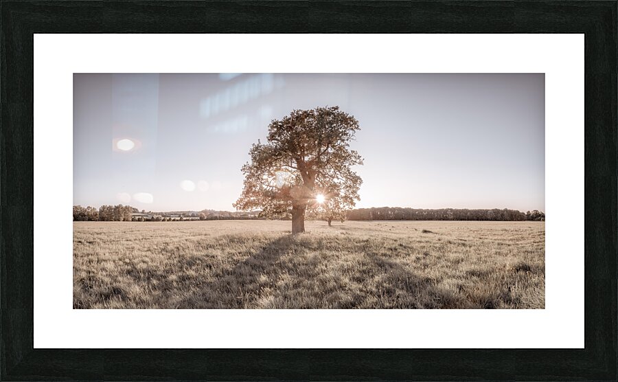 Sun shining through a tree Picture Frame print