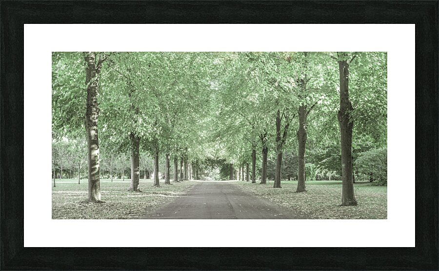 Pathway through trees Picture Frame print