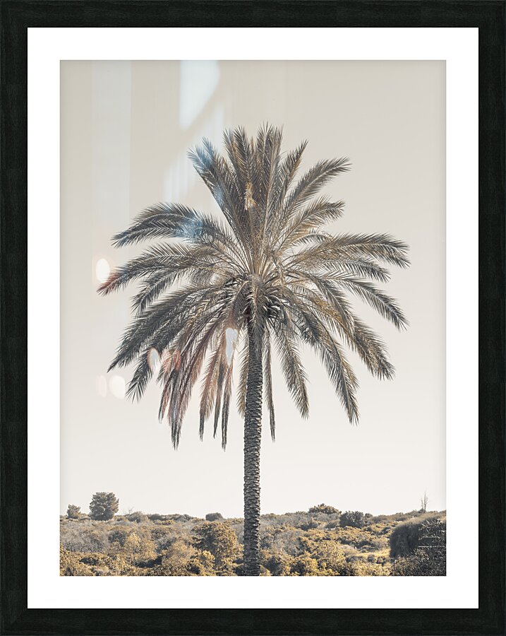 Palm Tree Picture Frame print
