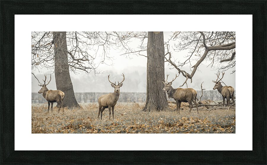 Stags in the forest Picture Frame print