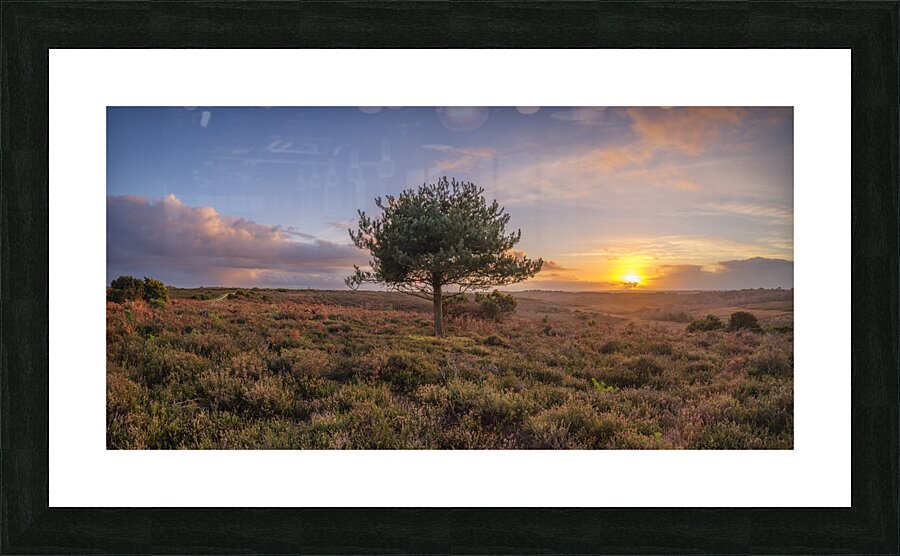 Single tree in meadow Picture Frame print