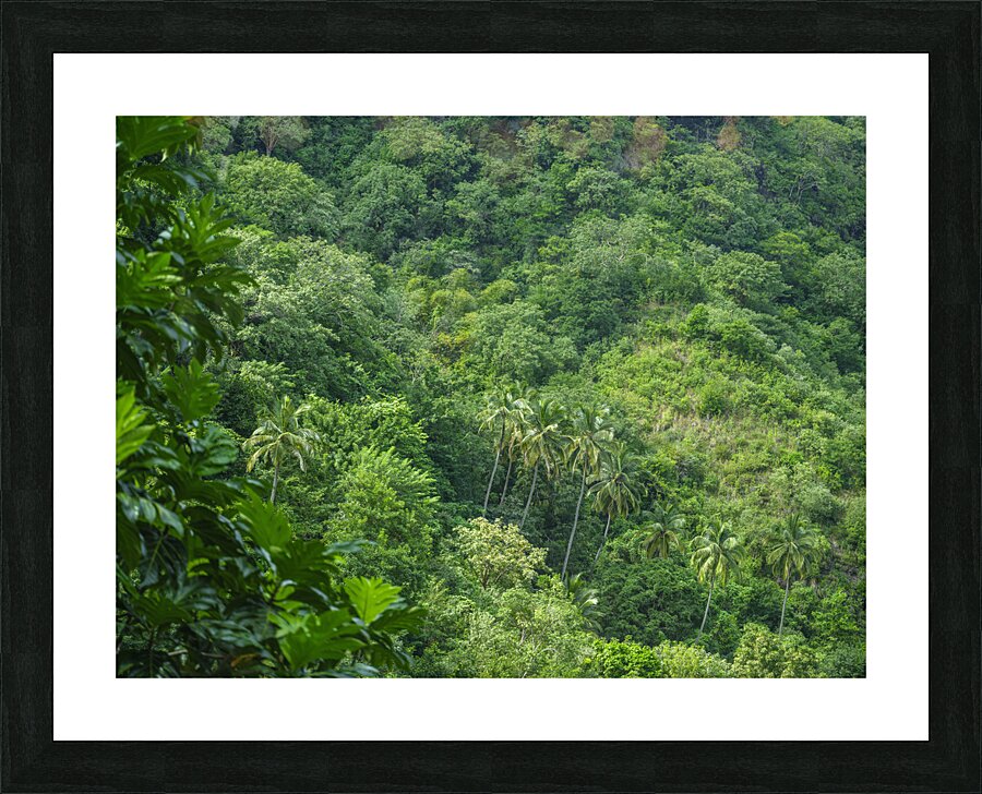 Evergreen Forest Picture Frame print