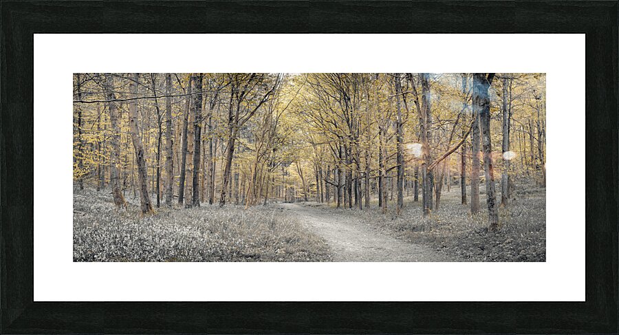 Golden forest path Picture Frame print