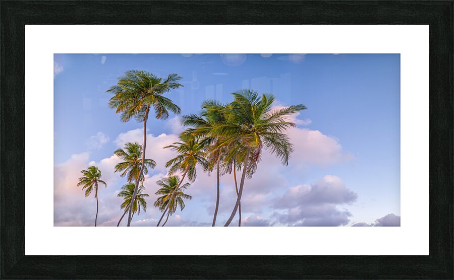 Tropical Palms Evening Picture Frame print