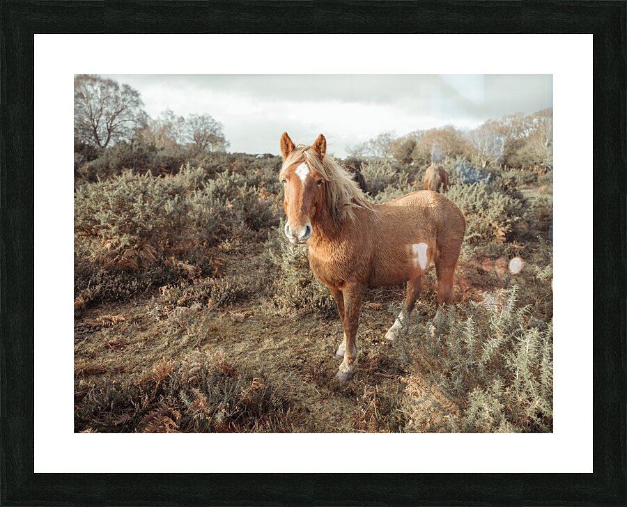 Graceful Wanderer Picture Frame print