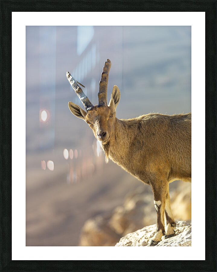 Mountain Monarch Picture Frame print