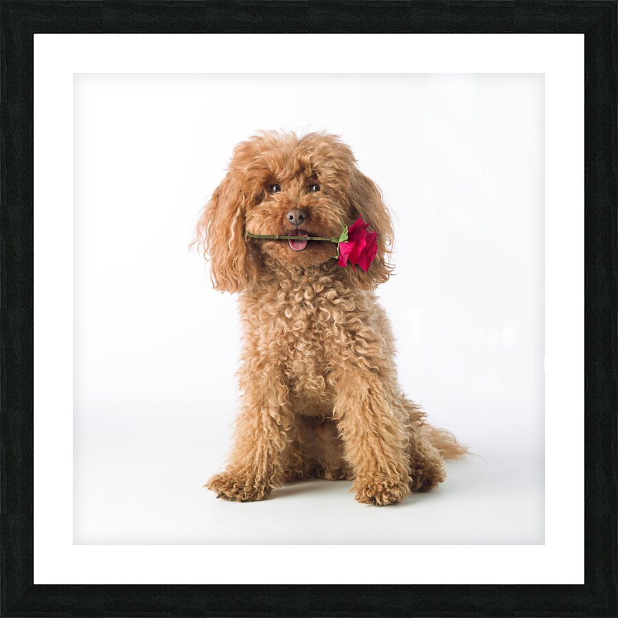 This is for you Picture Frame print