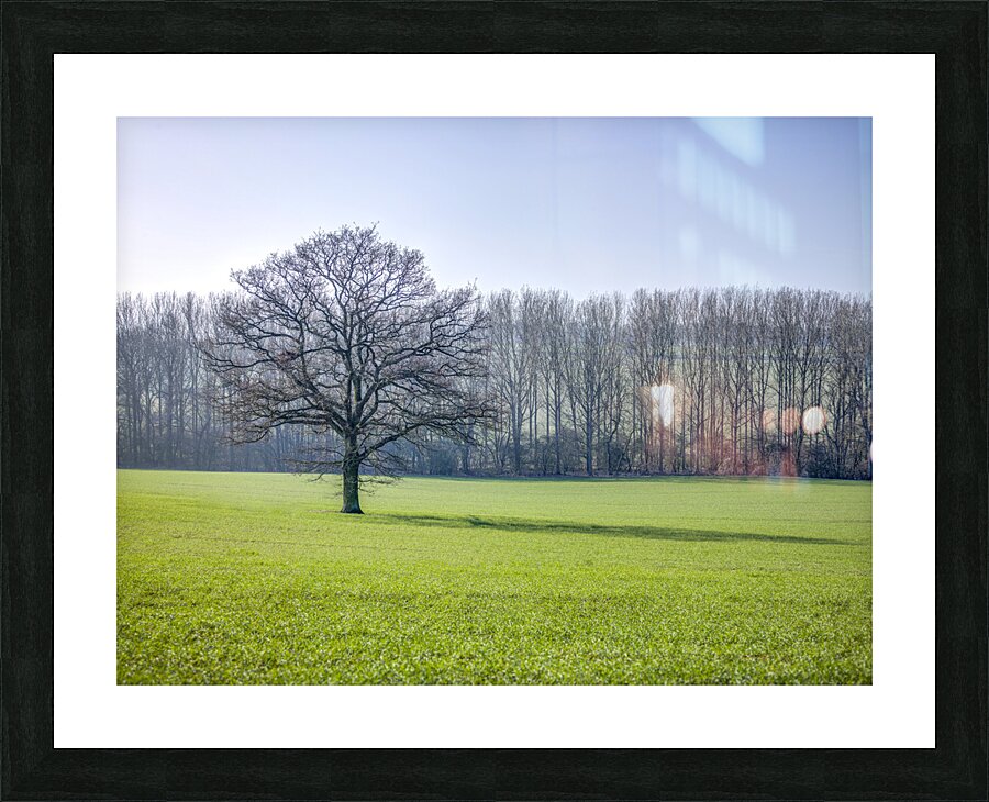 Trees on grass field Picture Frame print