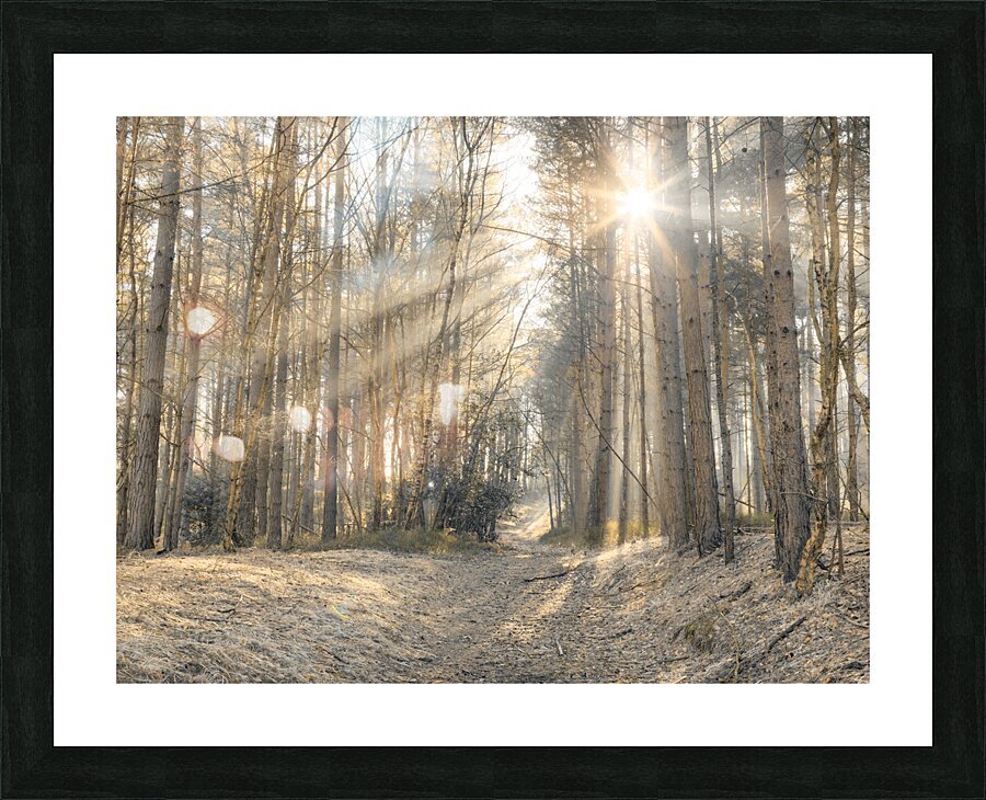 Sun Rays Painting the Forest Picture Frame print