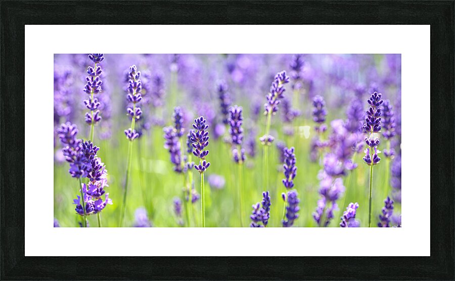 Lavender Dreams Picture Frame print