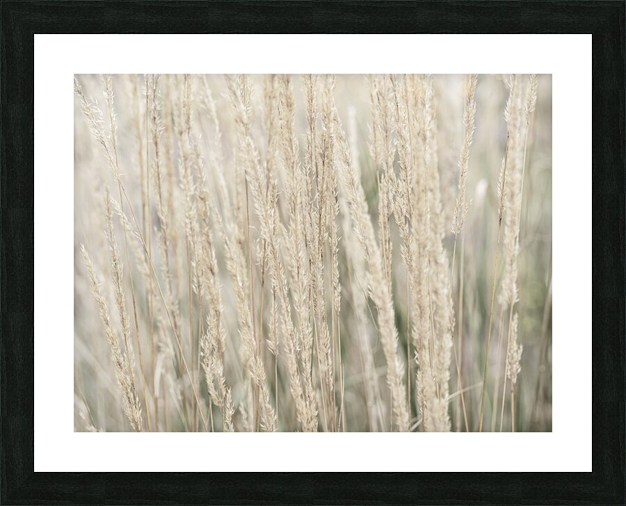Ornamental Grass Picture Frame print