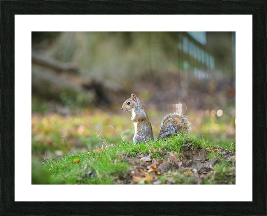 Whiskered Wanderer Picture Frame print