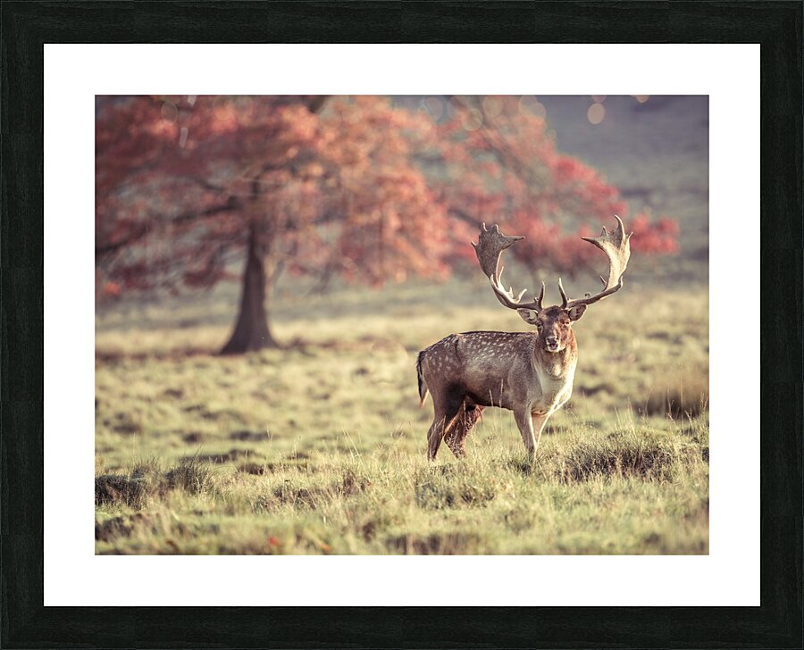 Stag Roaming Free Picture Frame print