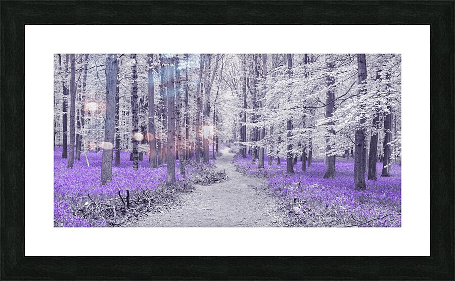Path through Bluebell Forest Picture Frame print