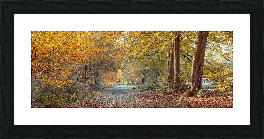 Forest Way Picture Frame print