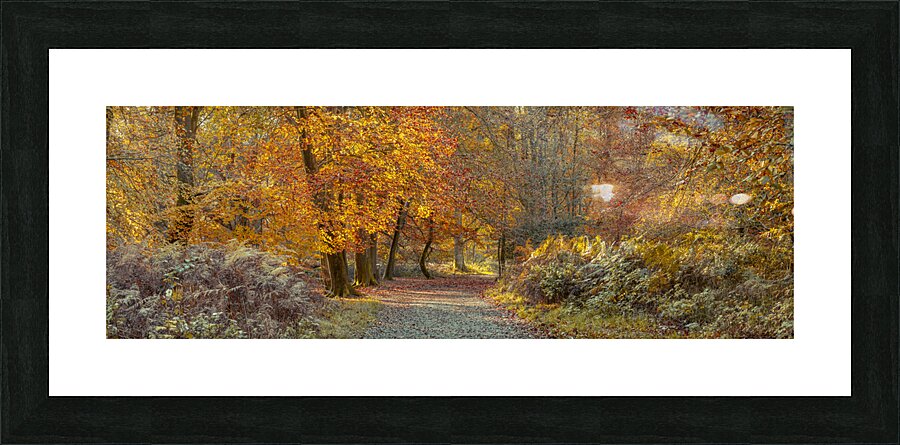 Pathway through Autumn Forest Picture Frame print