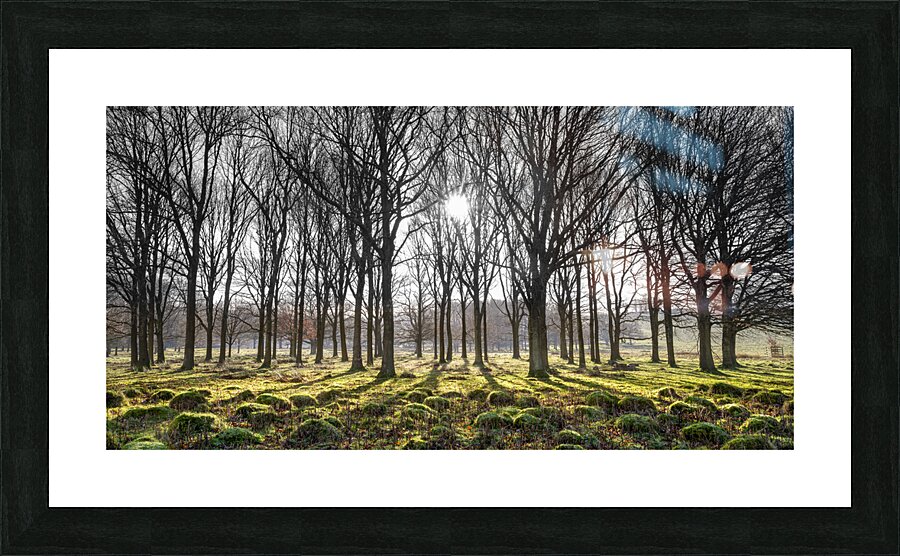 Forest Illumination Picture Frame print