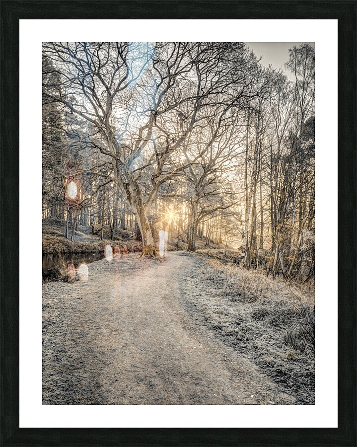 Forest Pathway Picture Frame print