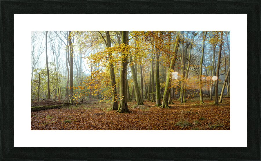 Autumn forest Picture Frame print