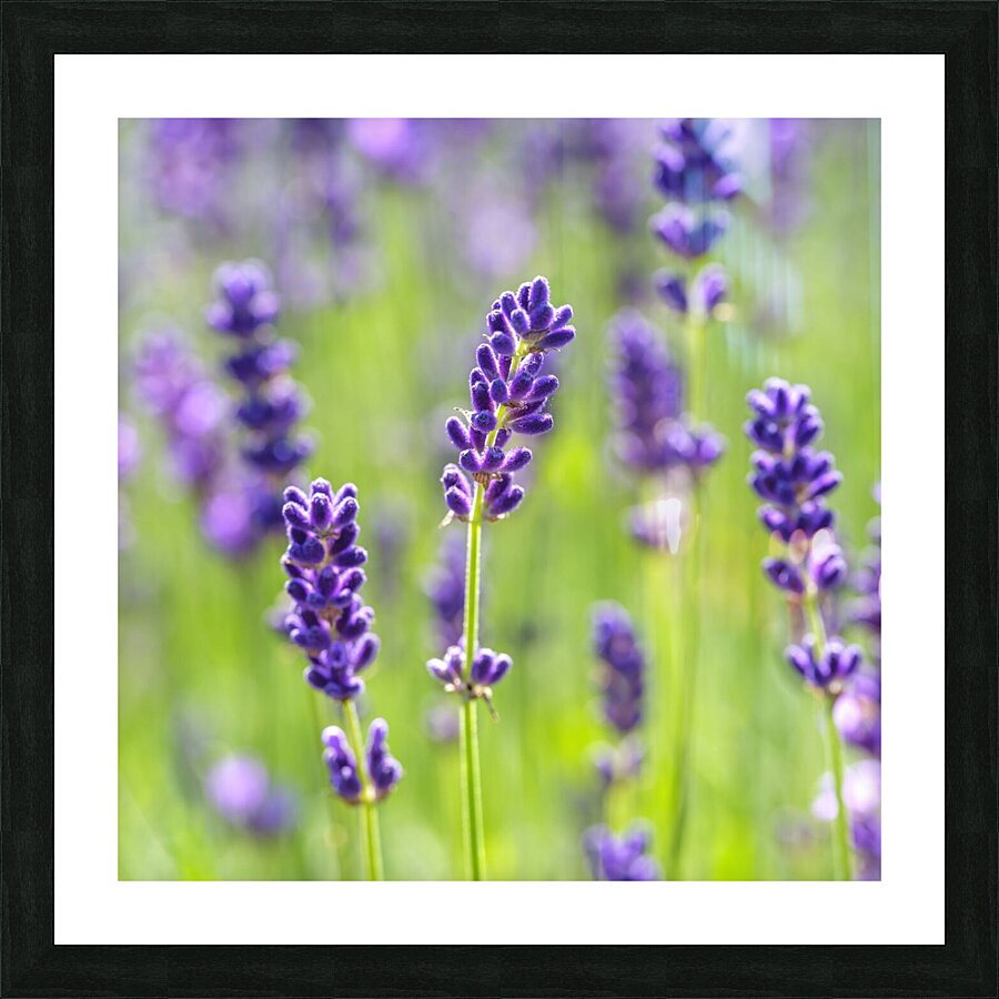 Purple Profusion Picture Frame print