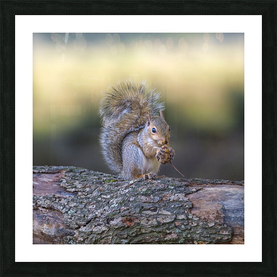 Nut Muncher Picture Frame print